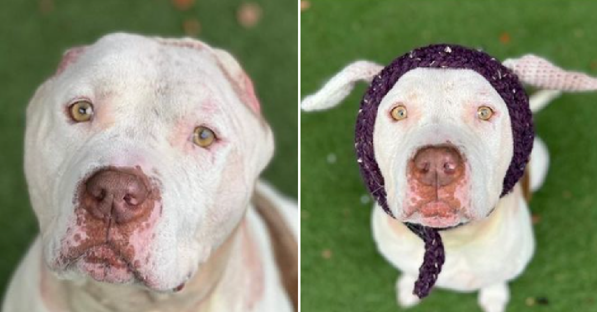 Meet Willy Wonka, The Dog With Two Crocheted Ears