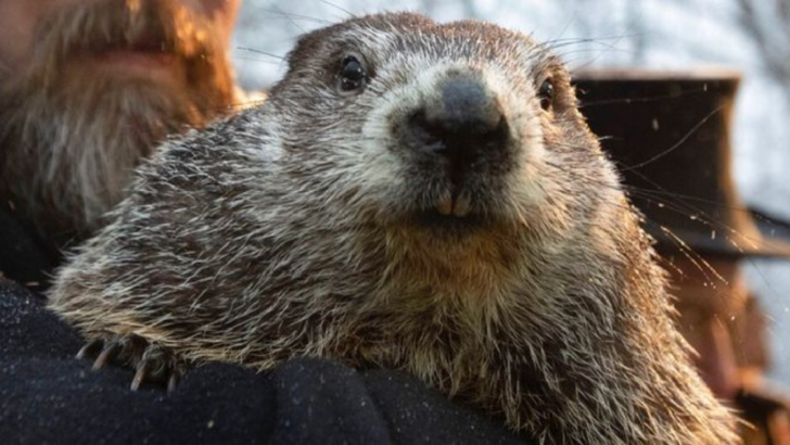 Punxsutawney Phil Has Predicted Whether or Not Spring Is Coming Early This Year