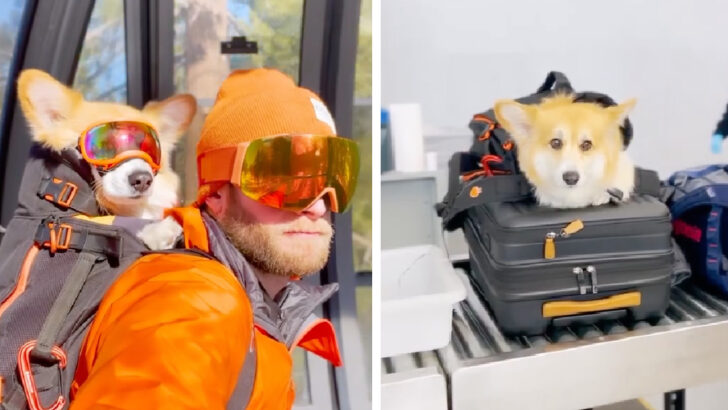 This Corgi Flew To Lake Tahoe To Play In The Snow And It’s Cuteness Overload