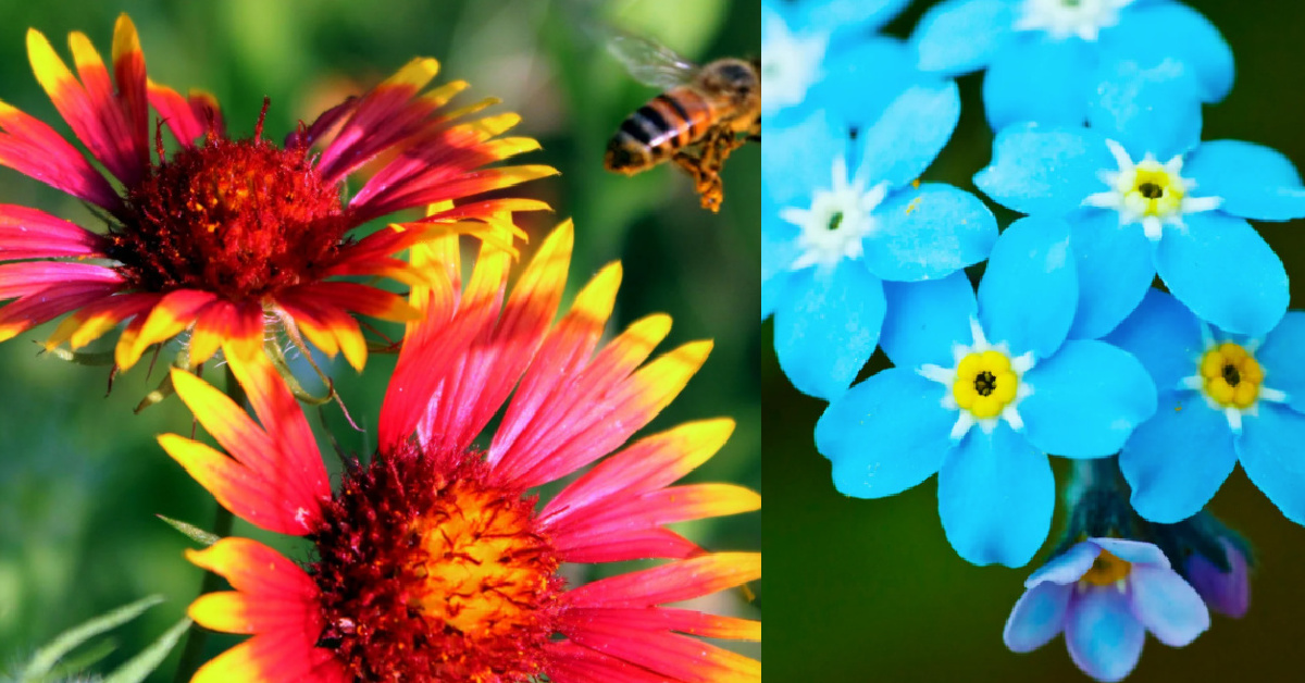 You Can Get A Deer Repellent Wildflower Seed Mix That Will Keep The Deer Out Of Your Garden