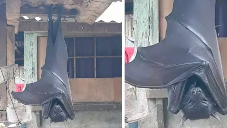 This Shocking Photo Of A ‘Human-Sized Bat’ Is Real, And I May Never Sleep Again