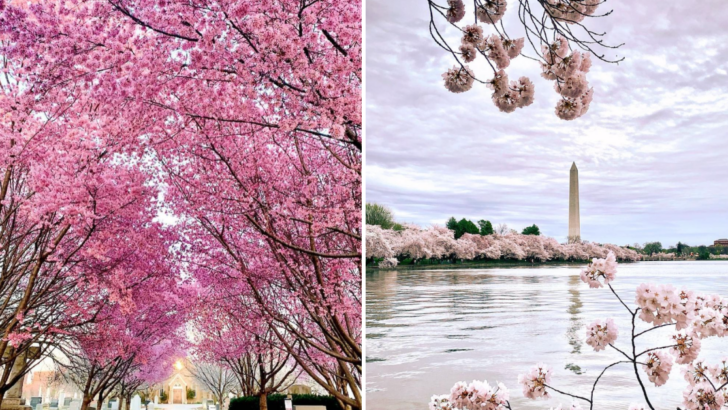 The Cherry Blossom Peak Bloom Prediction Has Been Announced. Here’s the Best Time to Visit the Pink Flowers.