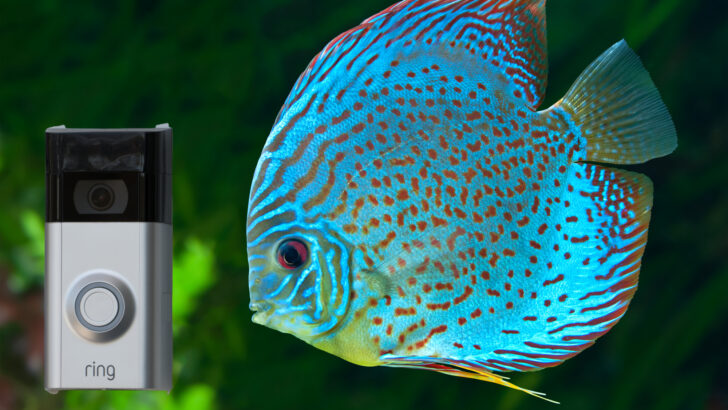 It is ‘Fish Doorbell Season’ and It’ll Become Your Newest Obsession