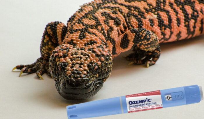 Did You Know That We Wouldn’t Have Ozempic Without Gila Monsters? Here’s Why.