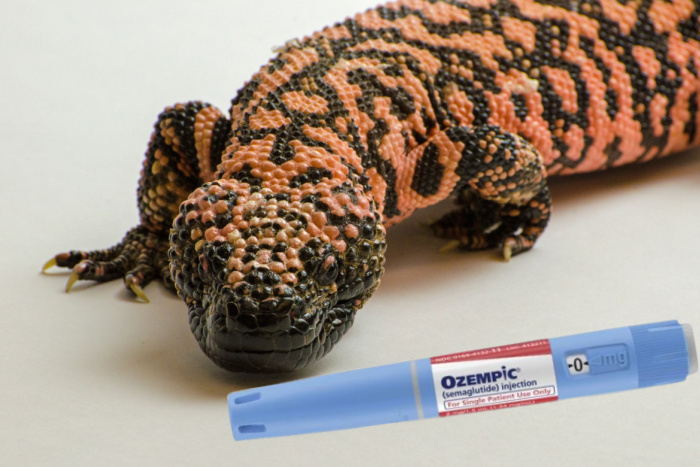 Did You Know That We Wouldn’t Have Ozempic Without Gila Monsters? Here’s Why.
