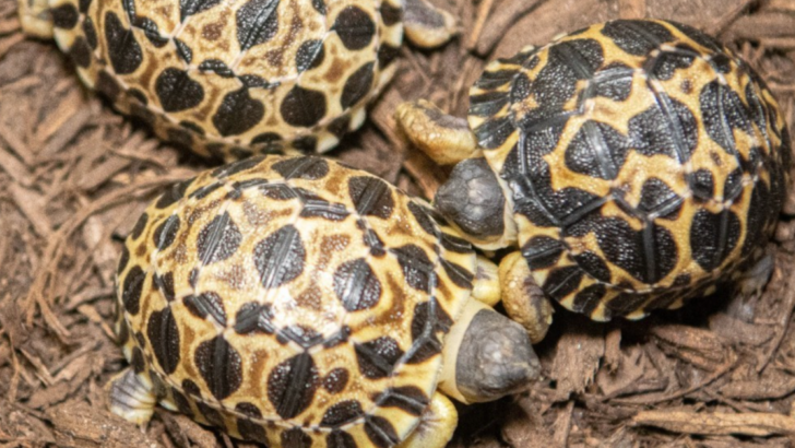 Meet Mr. Pickles, the 90 Year Old Tortoise That Just Welcomed Three Hatchlings Into the World