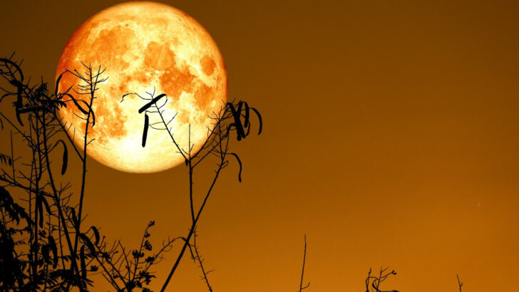 Here’s When You’ll Be Able to View March’s Full Worm Moon