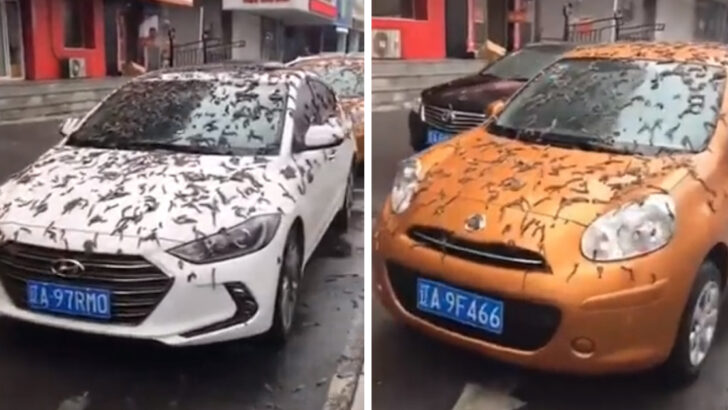 It’s Literally Raining Worms In China, So Get Ready To Be Grossed Out