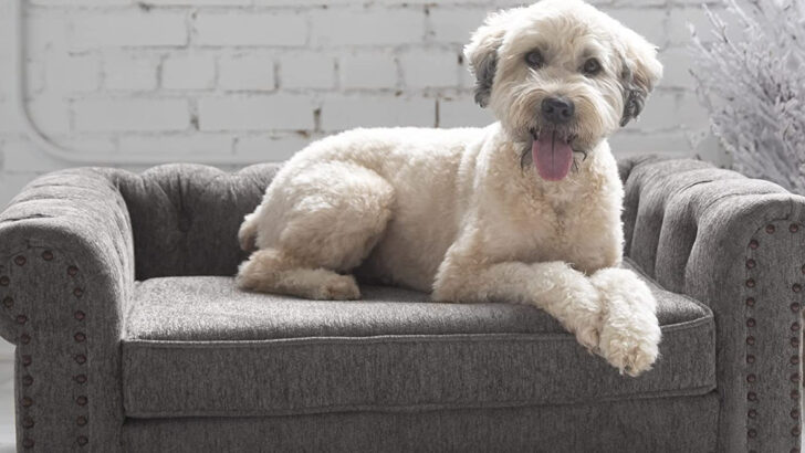 Move Over Dog Beds, Sofa Beds Made for Dogs Exist and They Are Perfect for Your Four-Legged Friend