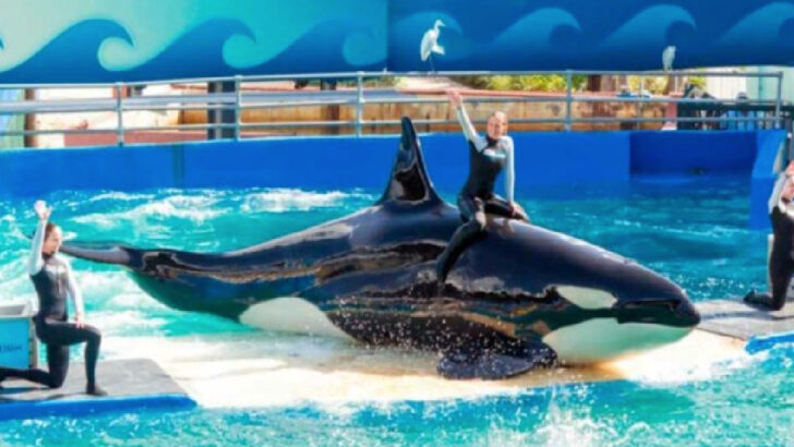 This Orca Lived In Captivity For 50 Years, And Is Finally Getting Released To The Wild