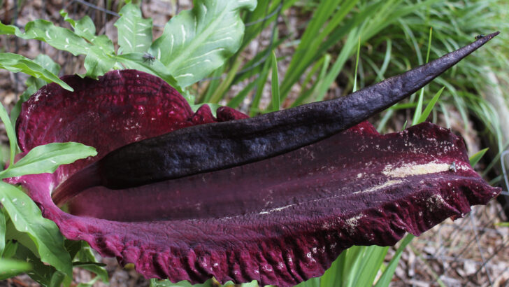 You Can Plant Voodoo Lily Flowers In Your Yard and I’m Obsessed
