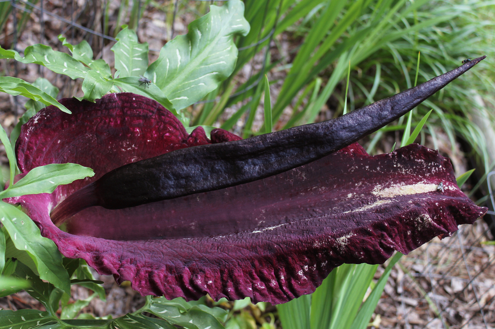 You Can Plant Voodoo Lily Flowers In Your Yard and I’m Obsessed