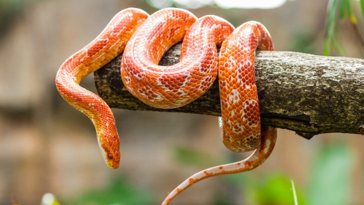 Interesting Facts About Snakes: Slithering Wonders of the Animal Kingdom