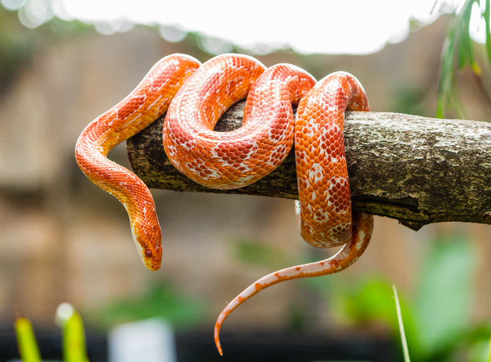 Interesting Facts About Snakes: Slithering Wonders of the Animal Kingdom
