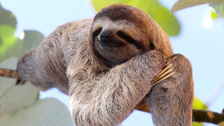 The Art of Procrastination: How to Master the Skill of Doing Absolutely Nothing
