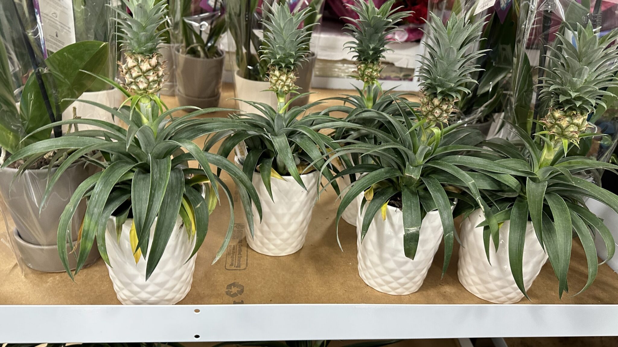 Sam’s Club is Selling Mini Pineapple Plants That Claim to Help You Stop Snoring