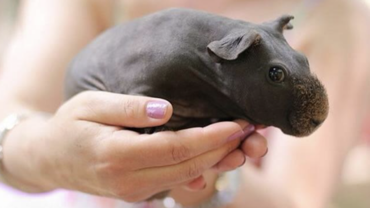 You Can Now Get A ‘Skinny Pig’ That Looks Just Like A Baby Hippo and They Are A New Level of Cuteness