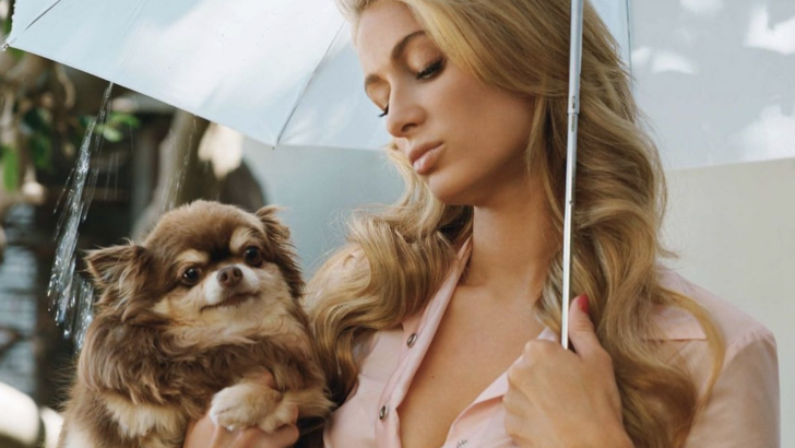 Paris Hilton’s Chihuahua Has Died at 23 Years Old