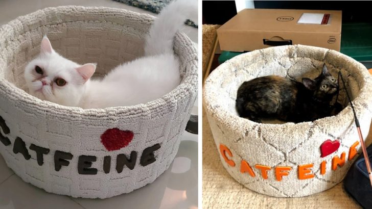 You Can Get A Cat Bed That Looks Like A Mug Of Coffee And It’s Adorable