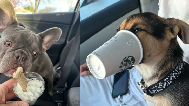 Here’s Every Single Drive-Thru That Will Give You A Free Pup Cup