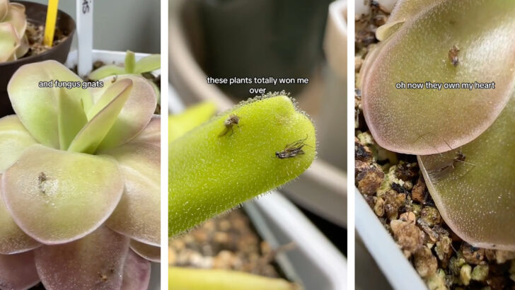 This Carnivorous Plant Will Take Care Of Your Fruit Fly, Gnats, and Mosquito Problem