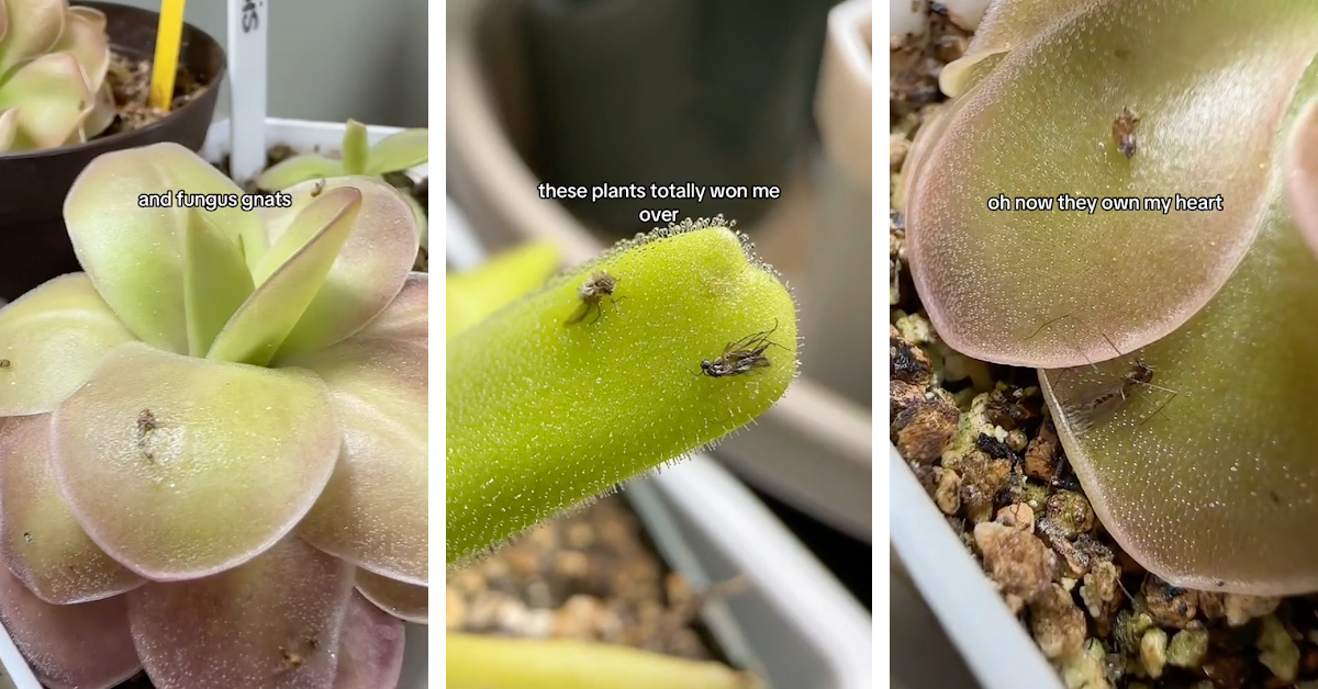 This Carnivorous Plant Will Take Care Of Your Fruit Fly, Gnats, and Mosquito Problem