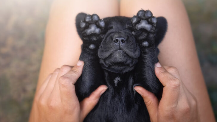 Here’s How To Prevent Burns On Your Dog’s Paws This Summer
