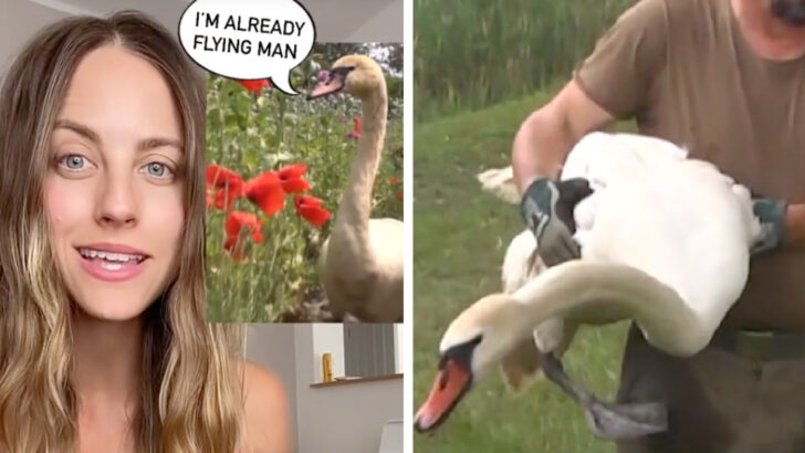 These Swans Became Addicted To Poppies And Ended Up Becoming Too High To Fly Away