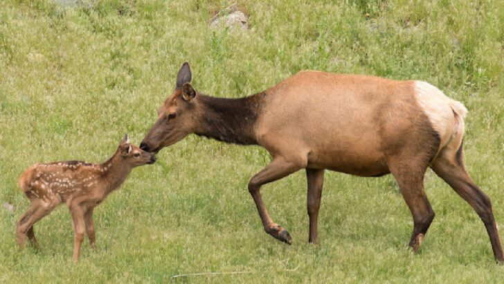 Yellowstone Visitors Took A Baby Elk In Their Car And Drove it To A Police Station