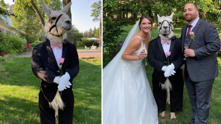 You Can Now Have A Llama In Your Wedding Ceremony And I Want To Get Remarried Right Now