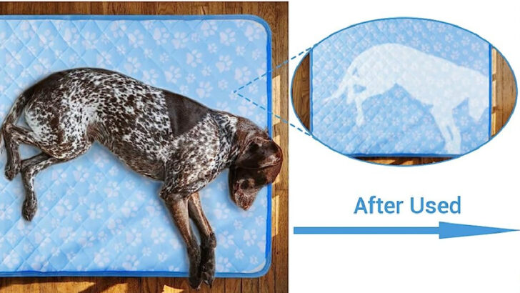 This Cooling Pet Mat Helps Absorb Heat to Keep Your Dog Cool