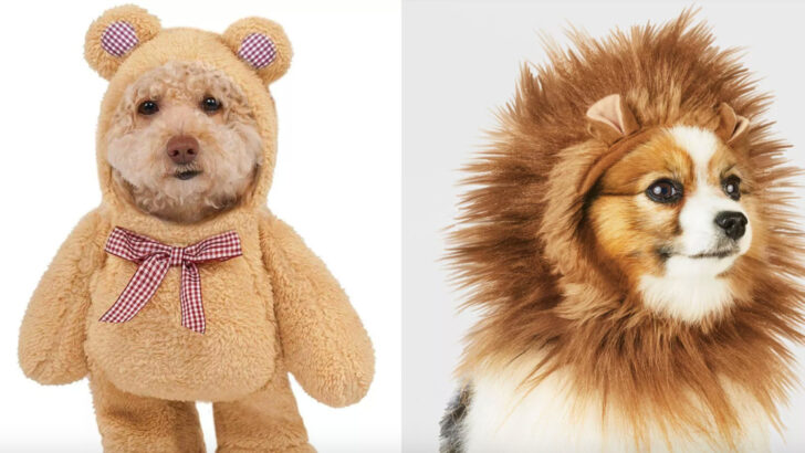 Target Just Dropped Their Halloween Pet Costumes and They Are Adorable