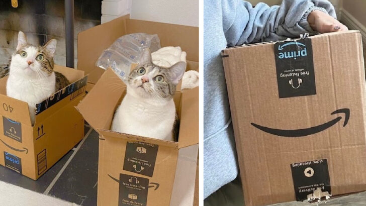 Amazon Is Raising It’s Minimums For Free Shipping. Here’s What We Know.