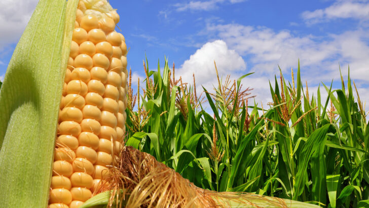 It’s So Hot Outside, Even The Corn Is Sweating