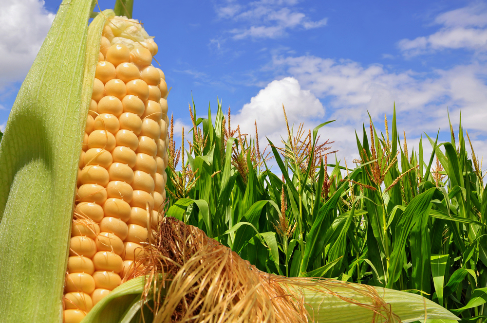 It’s So Hot Outside, Even The Corn Is Sweating
