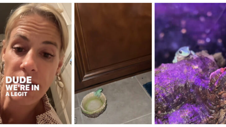 This Mom Trying To Rescue Her Son’s Pet Frog Is The Most Hilarious Thing You’ll See Today