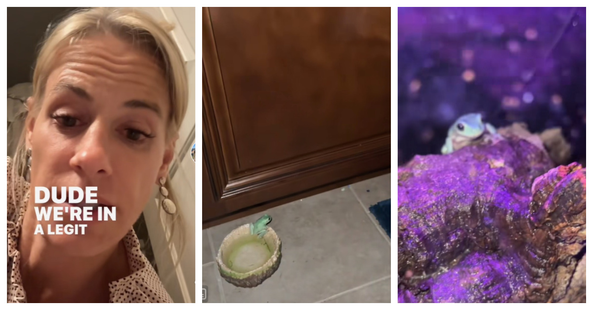 This Mom Trying To Rescue Her Son’s Pet Frog Is The Most Hilarious Thing You’ll See Today