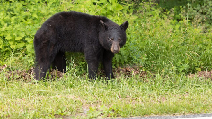 A Three-Legged Bear Recently Broke Into a Home and Drank All of Their White Claws