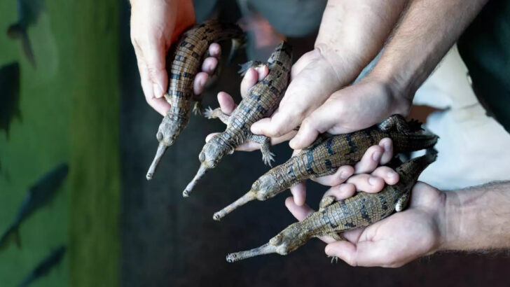 This Texas Zoo Has Just Made History After 4 Rare Gharial Crocodiles Were Born