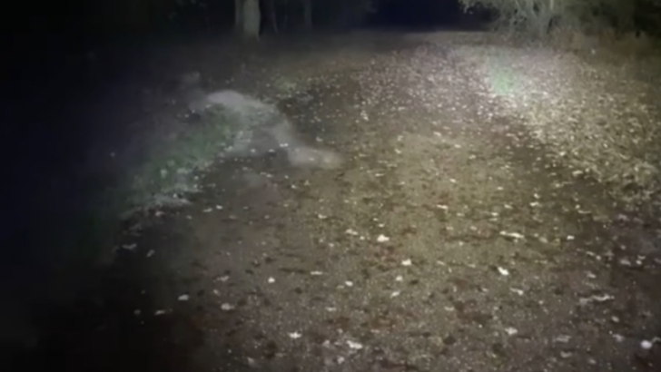 This Couple Captured A Ghostly Figure On Camera While Walking Their Dog and It Is Terrifying