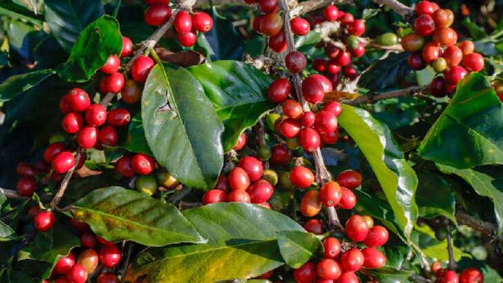 Coffee Crops Are In Danger, But Starbucks Is Coming To The Rescue