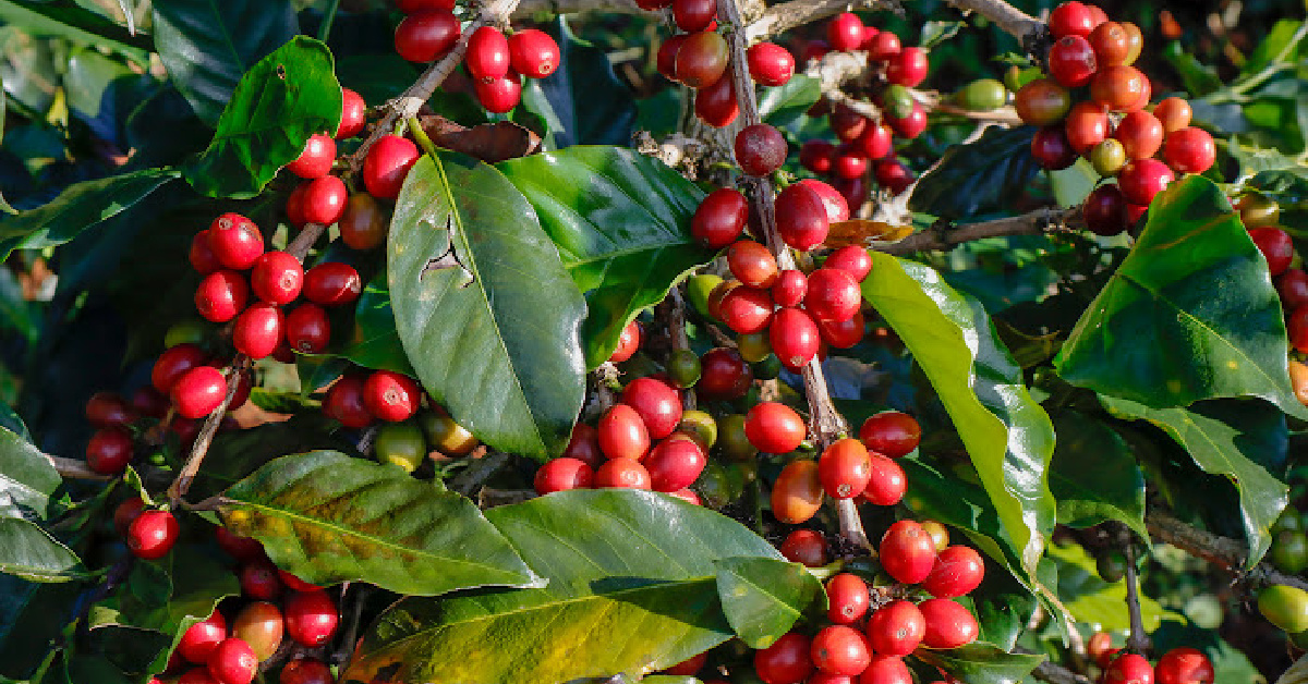 Coffee Crops Are In Danger, But Starbucks Is Coming To The Rescue