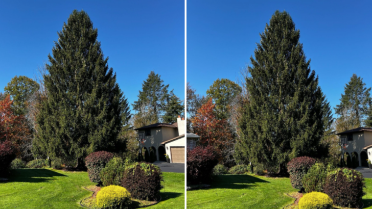 The New Rockefeller Tree Has Been Picked and It Is Gorgeous