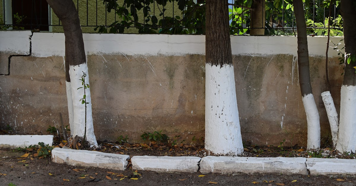 If You See a Tree Painted White, Here’s What It Means