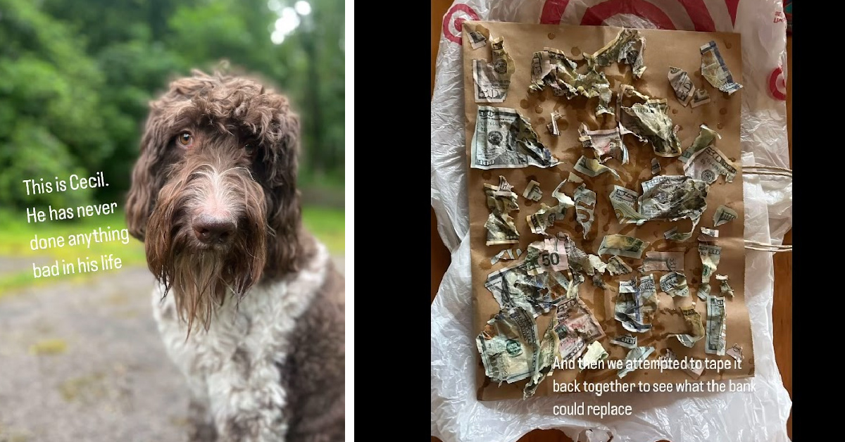 This Dog Ate $4,000 Off The Table and You Won’t Believe What The Owners Did To Get The Money Back
