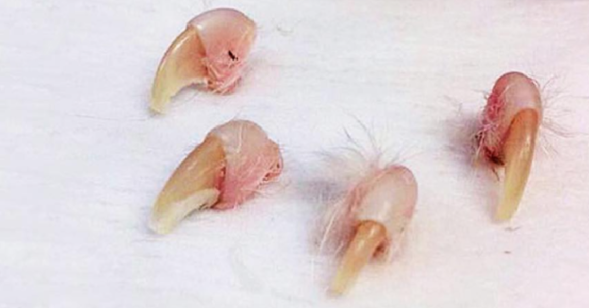 Here’s Why You Shouldn’t Declaw Your Cat and What To Do Instead