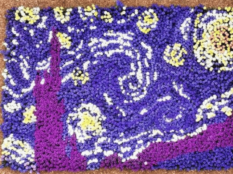 This Guy Planted Thousands of Flowers That Bloomed Into A Stunning ‘Starry Night’ Garden