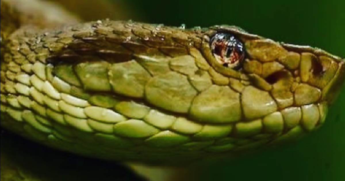 There Is An Island That Has So Many Snakes That It’s Off Limits To Humans