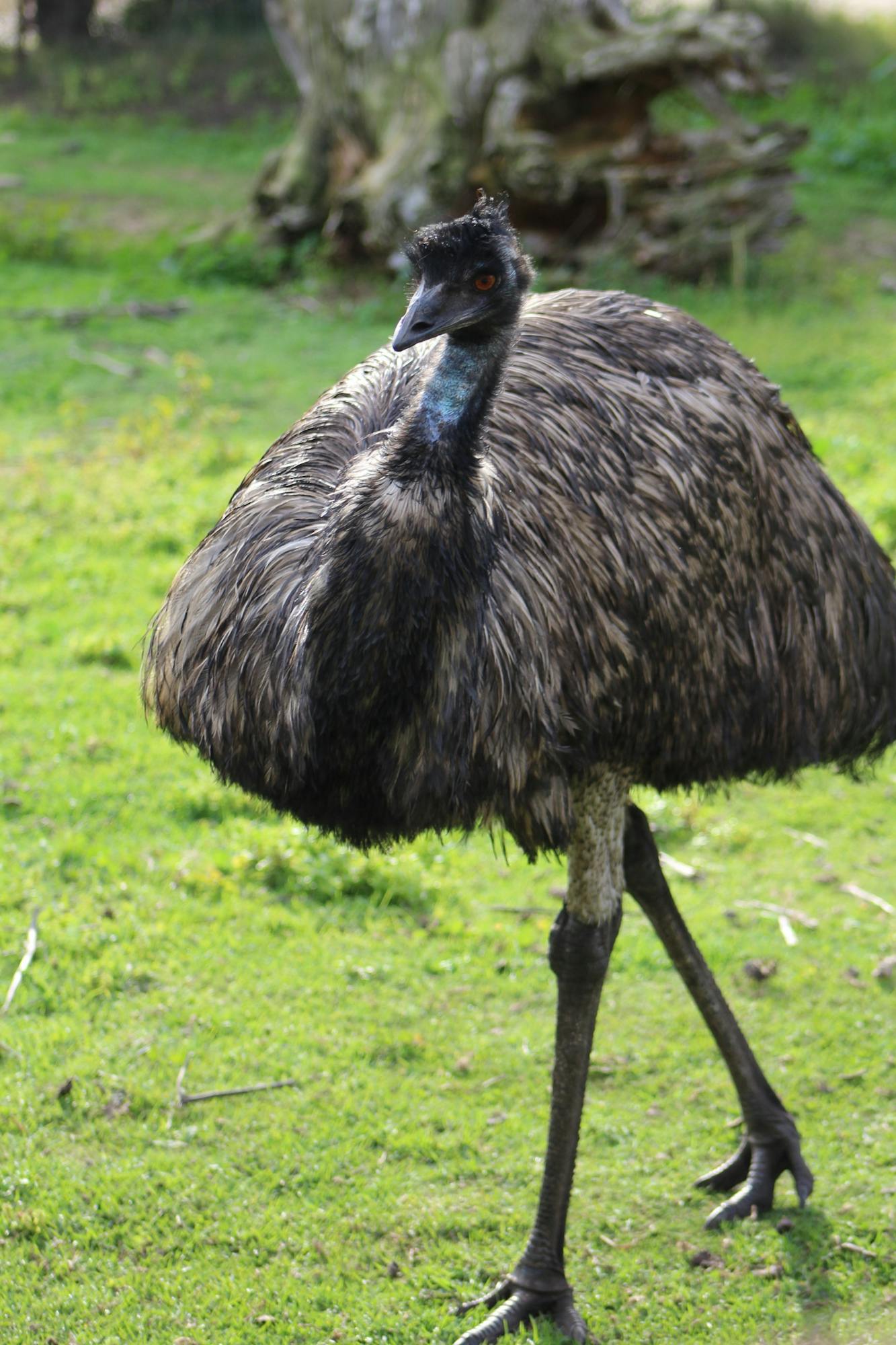 Emu Bird on Green Grass