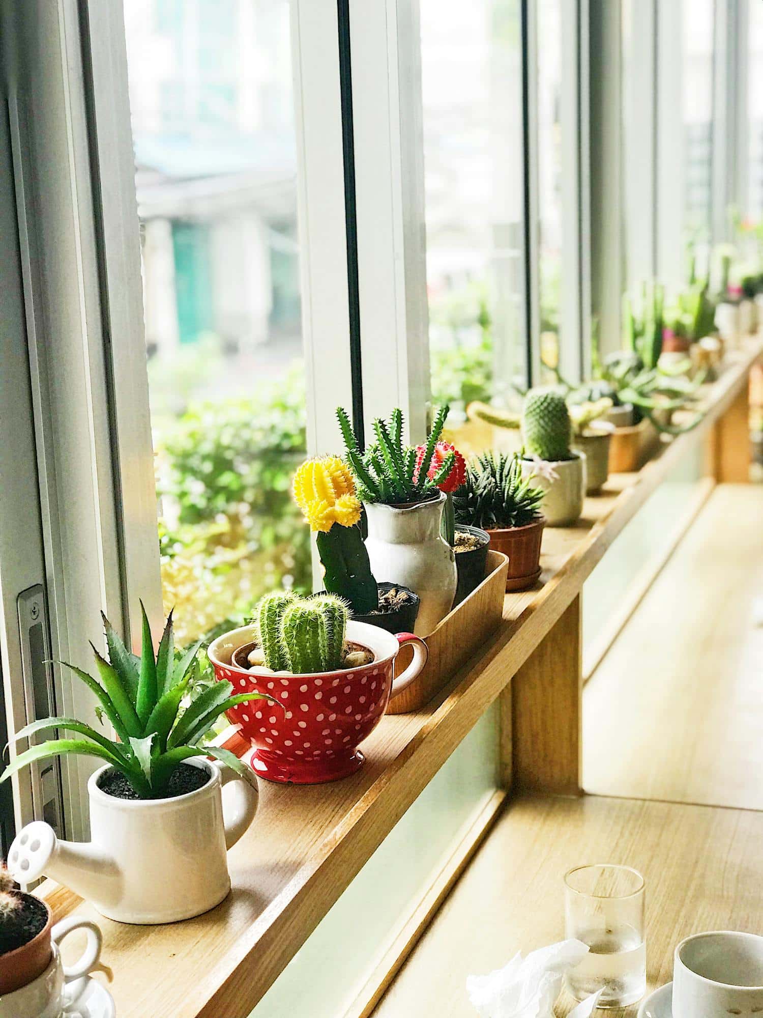 Green Cacti in Pots Near Window